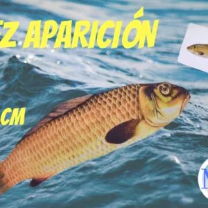 Pez aparición - Pequeño 28 cm