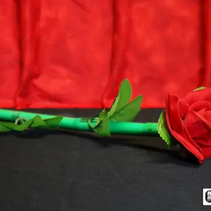 Rosa que se rompe Break away rose