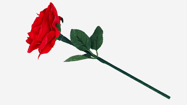 Rosa que nace (rutina completa) Reborn Rose de JL Magic